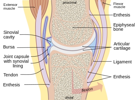 الجهاز الهيكلي يتكون من العظام والاوتار والاربطه