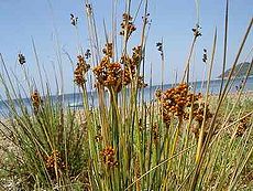 Juncus acutus2.jpg