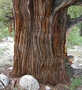 Détail d'un tronc (Sierra Nevada).