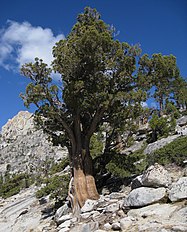 Tahoe Rim Trail, California