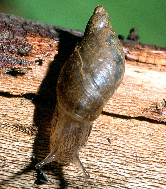 Description de l'image Kanab Ambersnail.jpg.