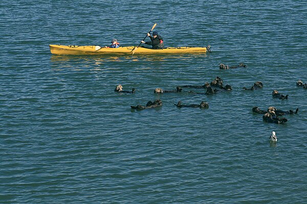 Kayaks are often used to get closer to marine animals, such as sea otters.