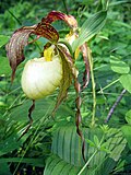 Miniatura para Cypripedium kentuckiense