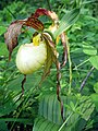 Cypripedium kentuckiense