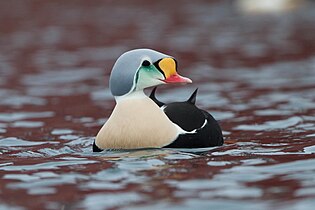 King eider