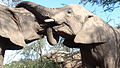 Kissing Elephants.JPG