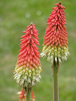 Fürtös fáklyaliliom (Kniphofia uvaria)