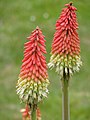 Kniphofia uvaria 'Express', Trytoma groniasta 'Express', 2010-06-20