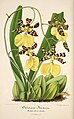 Oncidium tigrinum (as syn. Oncidium barkeri) plate 2 in: Charles Antoine Lemaire: L'Illustration horticole (Orchidaceae), vol. 1, (1854)