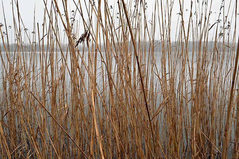 File:Lac de Virelles (frozen), Chimay (DSC 0251).jpg