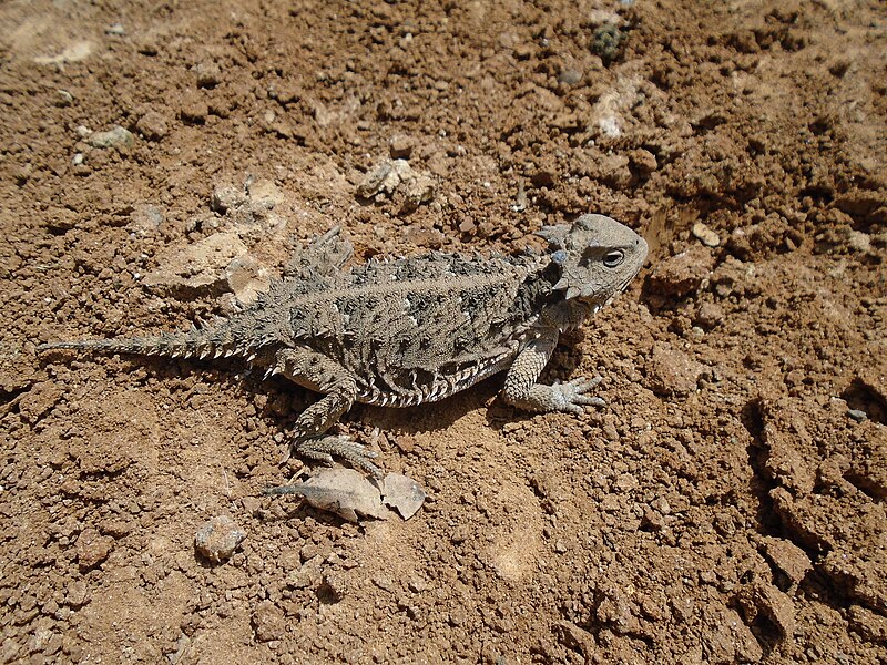 File:Lagarto Cornudo Camaleón Cornudo Iv (233411137).jpeg