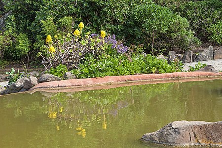 Lago de los Kois Jardín Botánico Canario Viera y Clavijo Gran Canaria