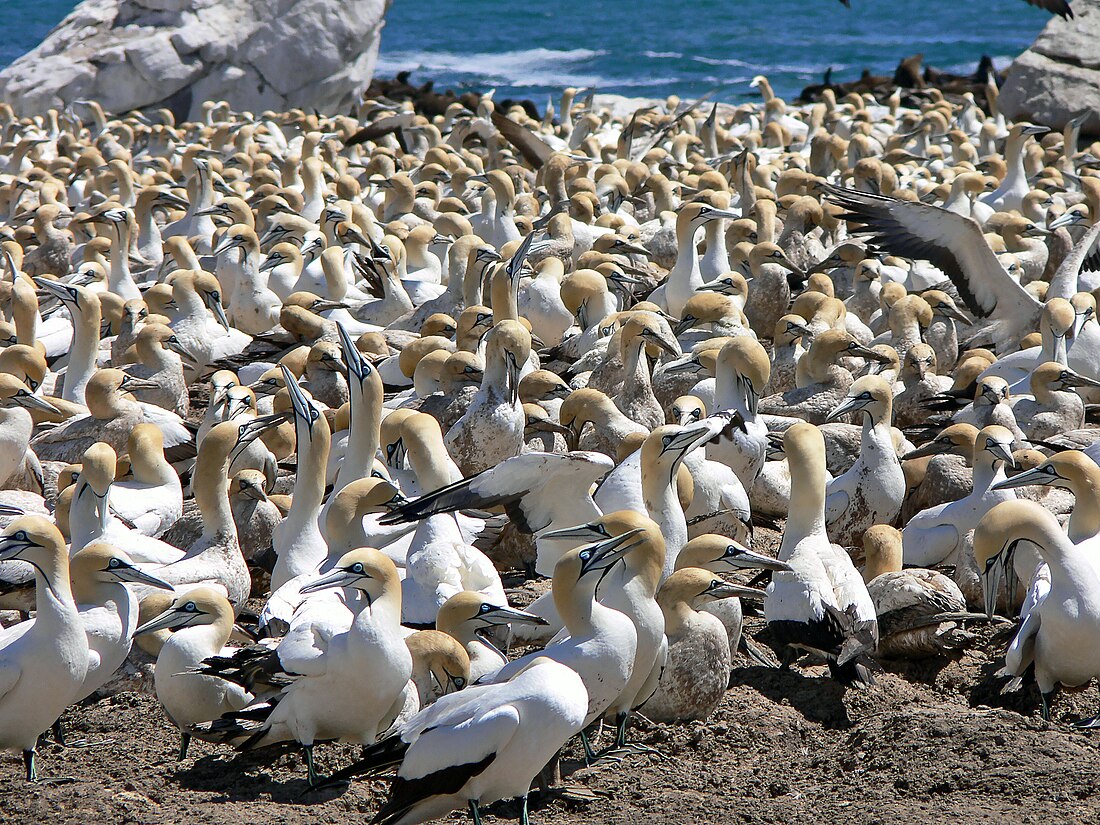 Voëleiland, Lambertsbaai