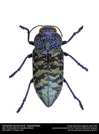 <i>Lampetis drummondi</i> Species of beetle