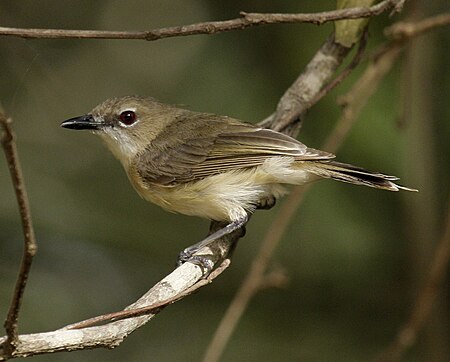 Tập_tin:Large-billed_gerygone_portland08.JPG