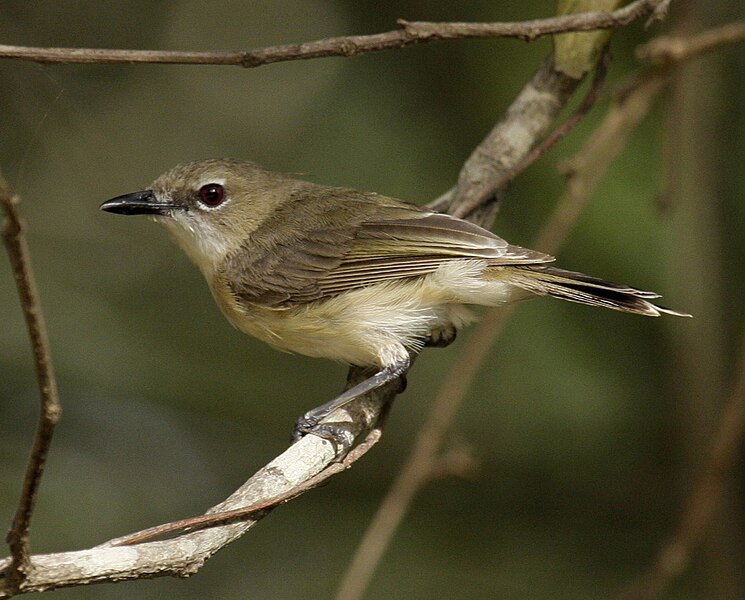 Fil:Large-billed gerygone portland08.JPG