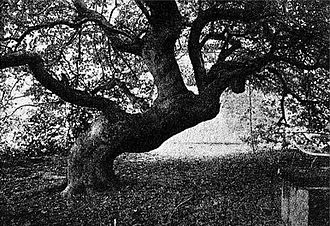 Dwarf beech near Lauenau, 1907. Lauenau1907.jpg