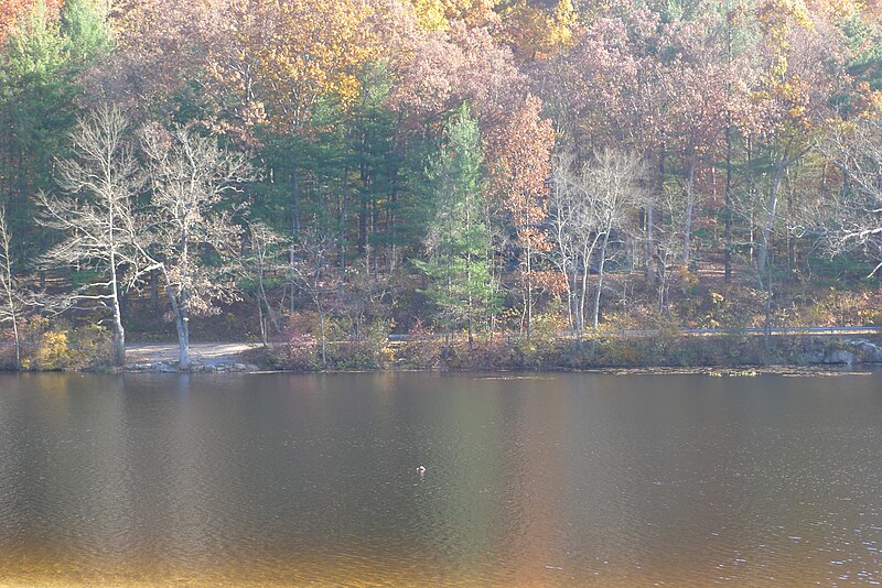 File:Laurel Forge Pond.JPG