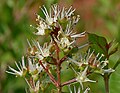 Lawsonia inermis, flor