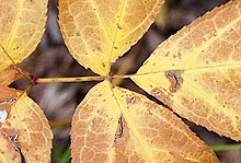 Example of positive photography: The leaves and stem are the subject of the photo and occupy most of the space. Leaves and stem.jpg