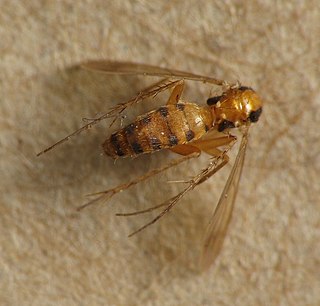 <i>Leia bivittata</i> Species of fly