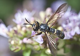 Leopoldius calceatus