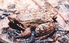 Leptodactylus podicipinus02.jpg