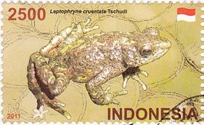 Az Indonesia.jpg kép Leptophryne cruentata 2011 bélyegzőjének leírása.