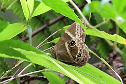 Lethe margaritae