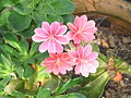 Lewisia cultivar