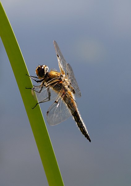 File:Libellula quadrimaculata - Tiergarten Schönbrunn 2.jpg