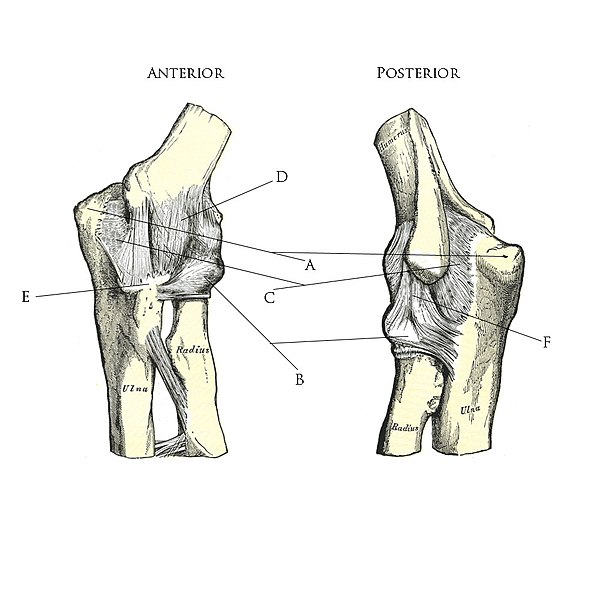 File:Ligaments of the elbow.jpg