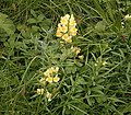 Linaria vulgaris