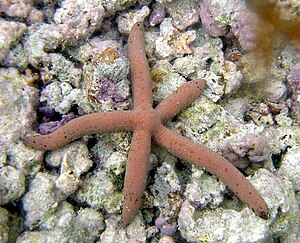 Linckia multifora 1.jpg