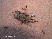 Argentine ants on a dead horse-fly Linepithema Humile.jpg