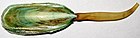 Lingula sp. (brachiopod shell) (modern; Masbate, Philippines) 2 (rotated).jpg