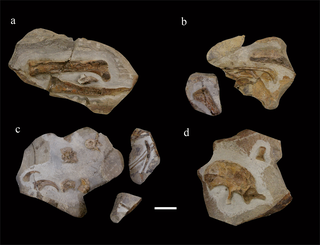 <i>Lingyuanosaurus</i> Extinct genus of dinosaurs