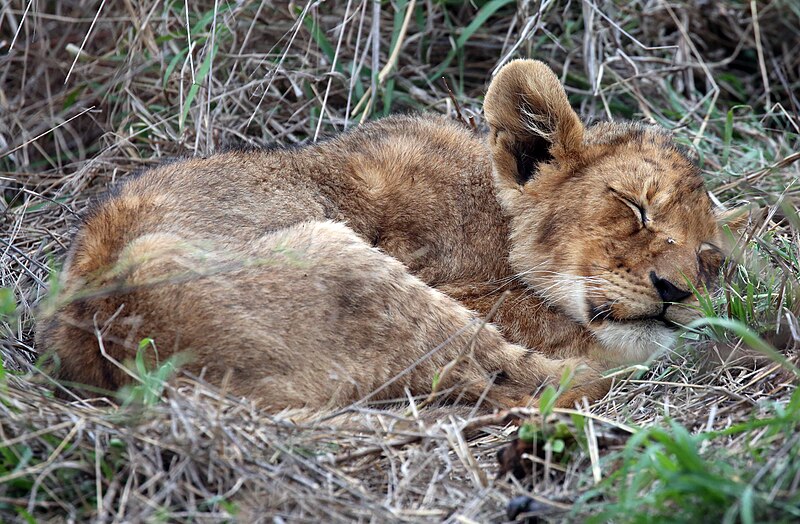 File:Lion cubs (51714363067).jpg