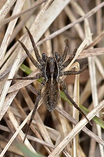 <i>Pardosa modica</i> Species of spider