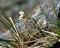 Lloydia serotina, the "Snowdon lily"