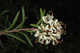 <i>Lomatia polymorpha</i> Species of plant endemic to Tasmania