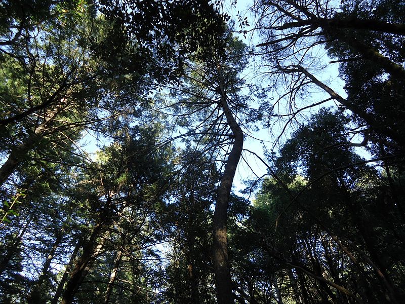 File:Looking up at trees in Castle Rock State Park.jpg