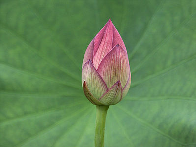 Lotus Bud