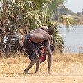 File:Lucha entre clanes de la tribu Mundari, Terekeka, Sudán del Sur, 2024-01-29, DD 119.jpg