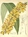 Lueddemannia pescatorei plate 7123 in: Curtis's Bot. Magazine (Orchidaceae), vol. 116, (1890)