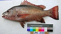 Lutjanus argentimaculatus JNC2123 Новая Каледония.JPG