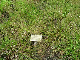 Luzula pilosa - Berlin Botanical Garden - IMG 8652.JPG