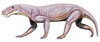 Lycaenops ornatus (2).jpg