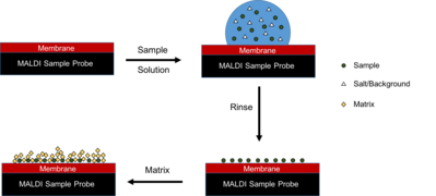 MALDI- Sample Preparation.png