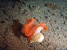 Fly trap sea anemone